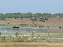 Doñana